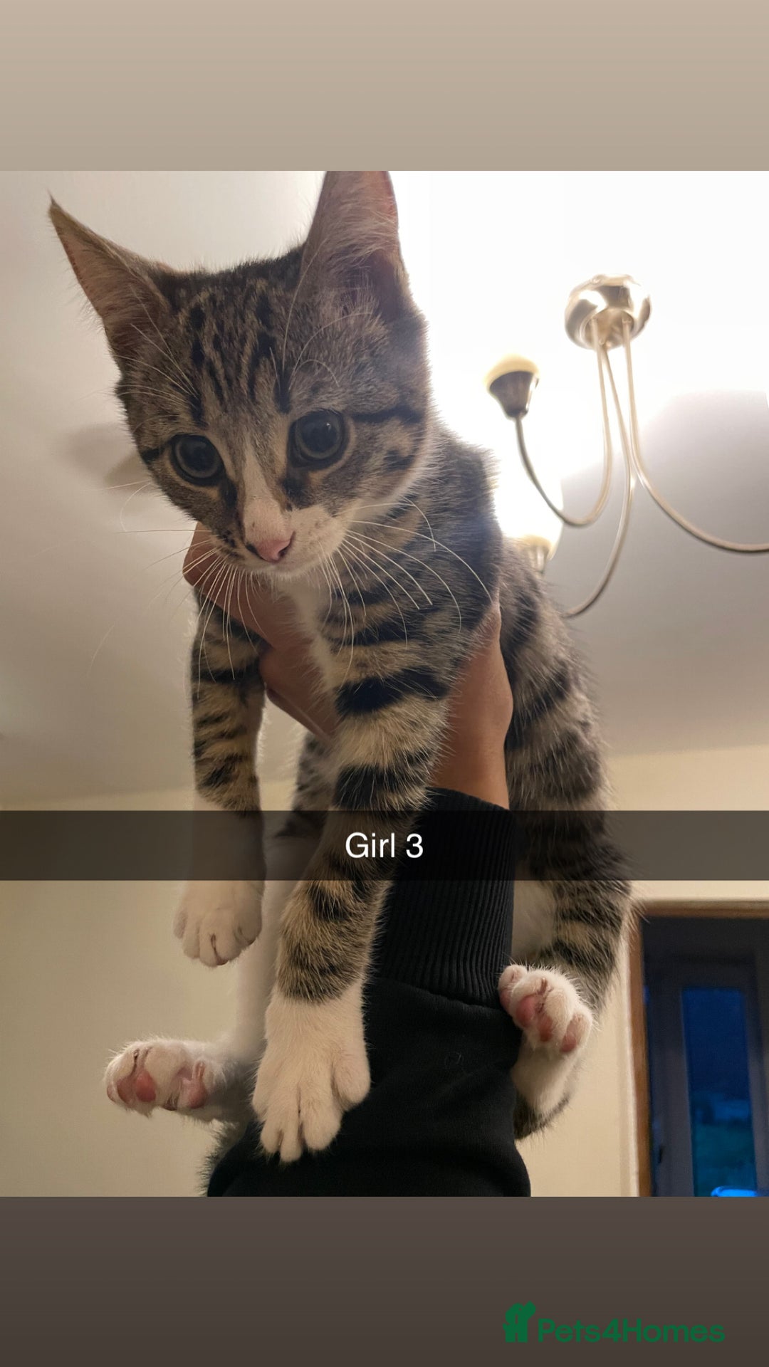 Mixed Breed cats for sale: KITTENS FOR SALE SOUTH LONDON - Advert 10