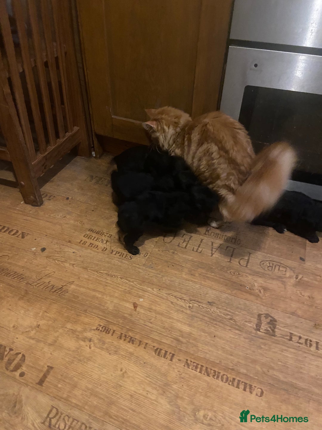 Cocker Spaniel dogs for sale: Beautiful working cocker spaniel pup - Advert 9