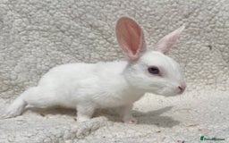Rex rabbits for sale: STUNNING VIENNA MINI REX BABIES - Image 2