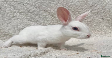 Rex rabbits - Advert 4