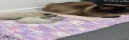 Ragdoll cats for sale: Beautiful GCCF Fluffy Ragdoll Kittens - Advert 9