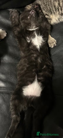 Mixed Breed cats in Birmingham - Advert 10