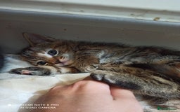 British Shorthair cats for sale: Beautiful tabby kittens - Image 20