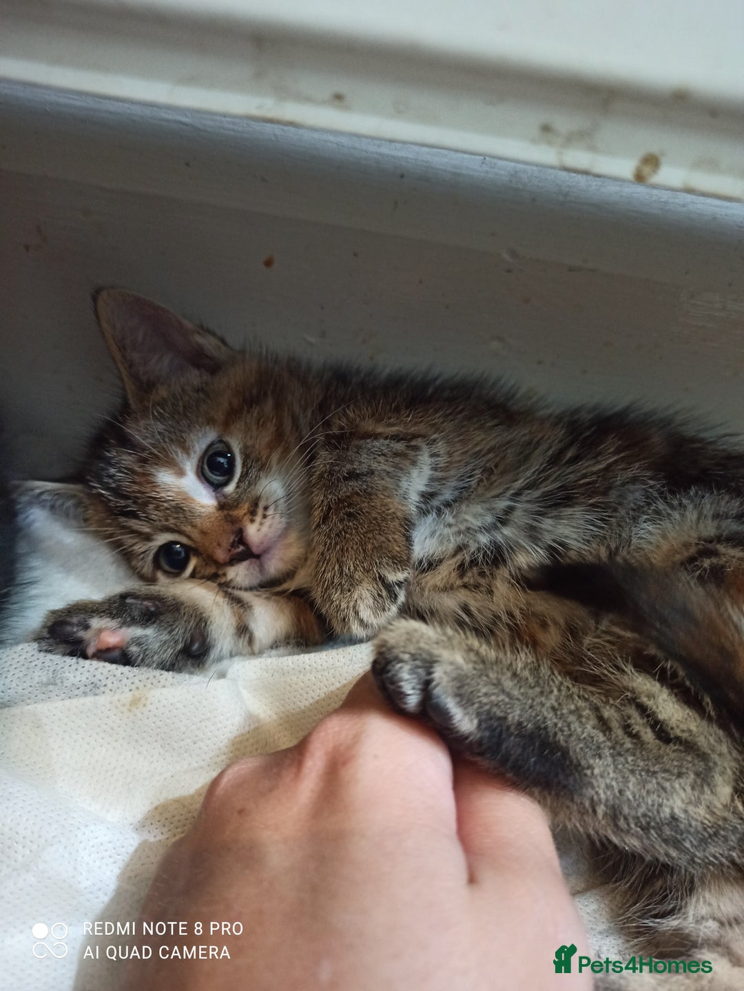 British Shorthair cats for sale: Beautiful tabby kittens - Image 20