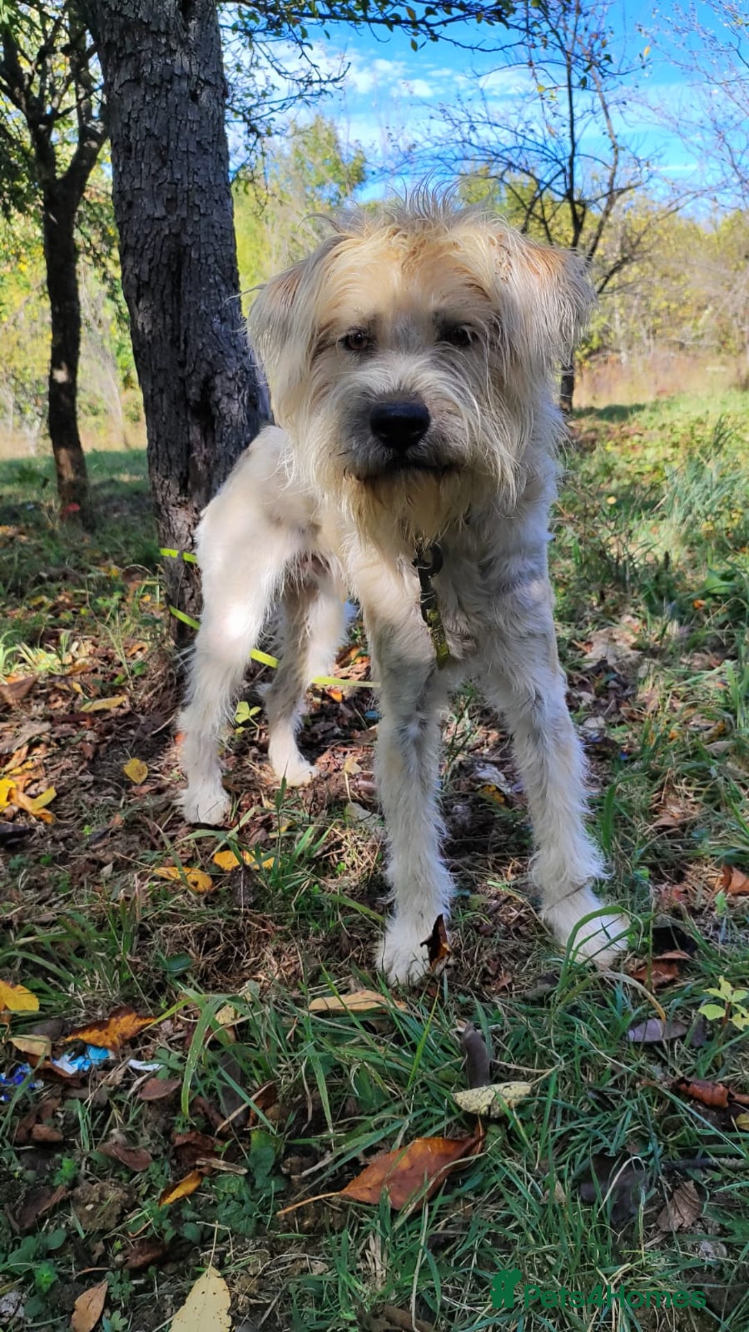 Mixed Breed dogs for adoption: Randolph, 2 - 3 yrs. Available for adoption. - Image 17