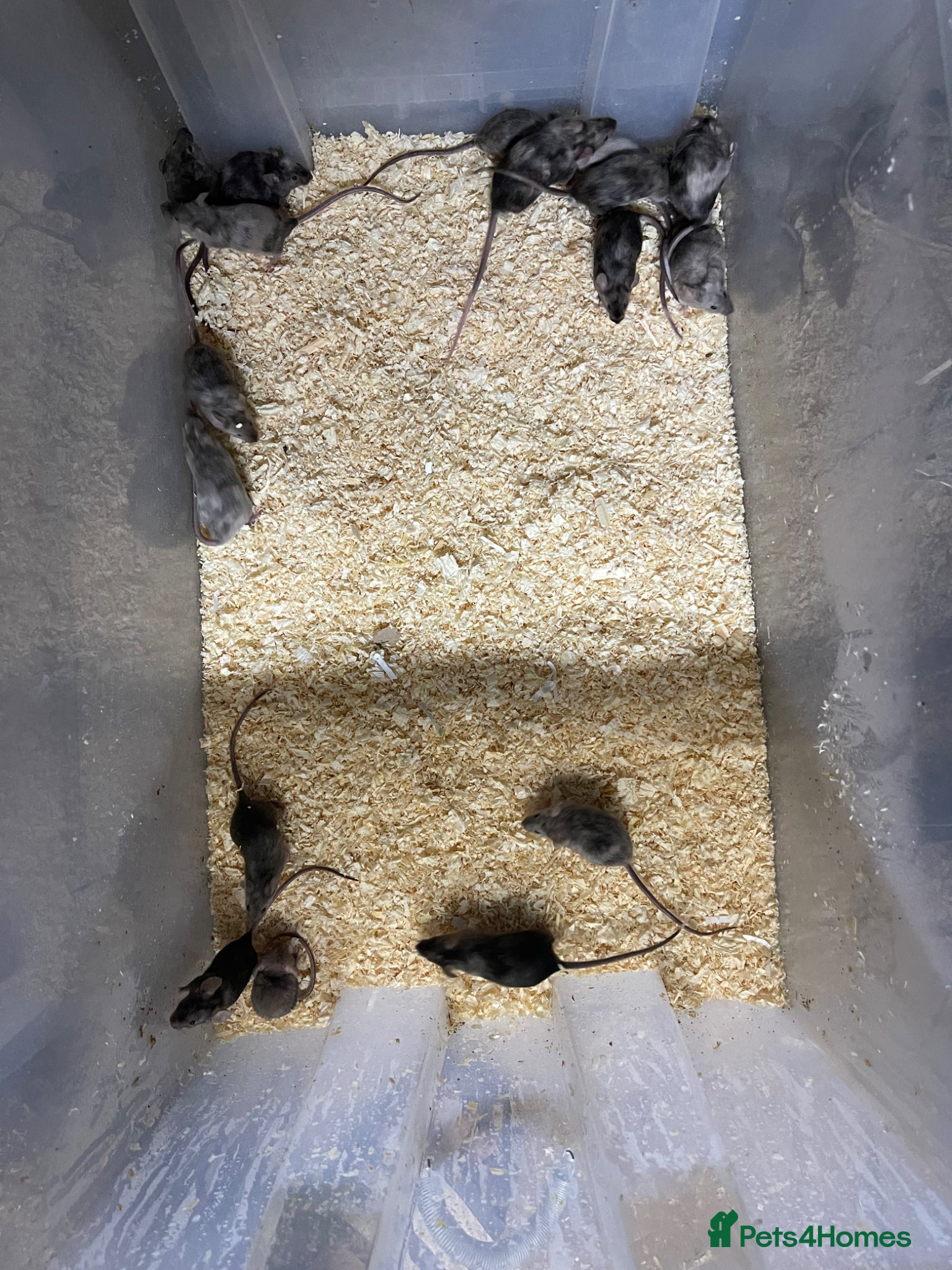 Mouse rodents for sale: Fancy mice - female and male  - Advert 1