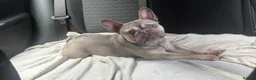French Bulldog dogs for sale: 3 beautiful French bulldog puppies for sale!  in South Shields - Advert 2