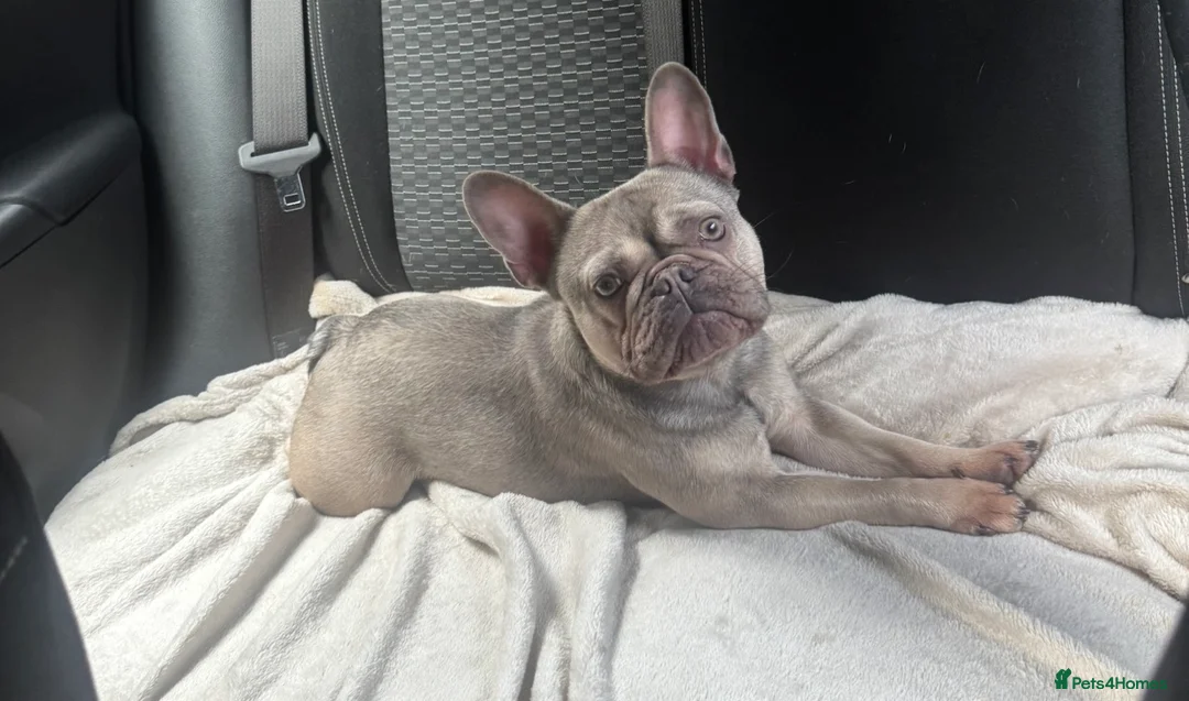 French Bulldog dogs for sale: 3 beautiful French bulldog puppies for sale!  in South Shields - Advert 2