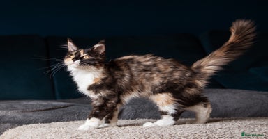Maine Coon cats - Advert 5