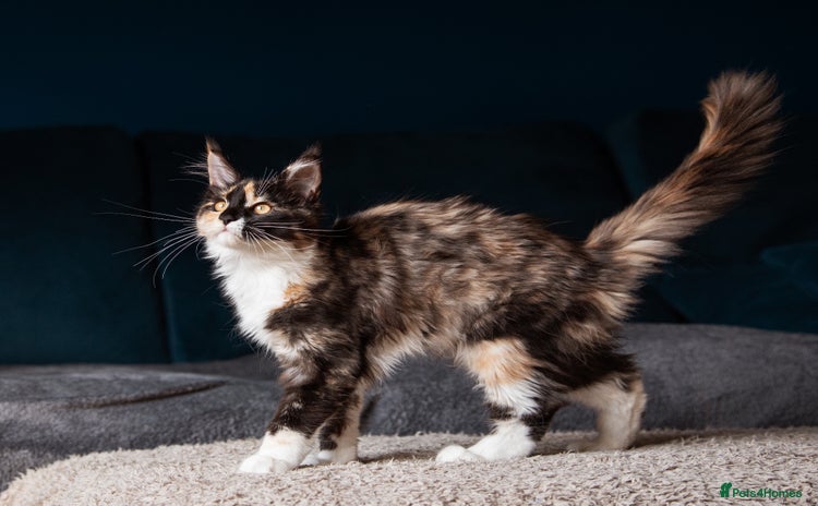 Maine Coon cats - Advert 2