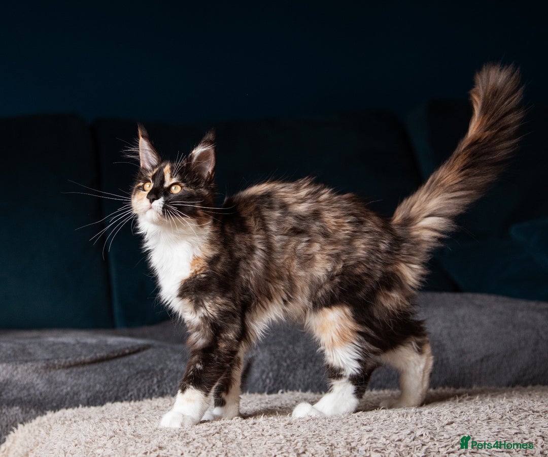 Maine Coon cats for sale: Pedigree Maine Coon Kittens (TICA) - Image 2