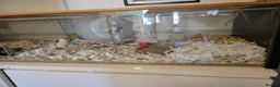 Gerbil rodents for sale: 3 female gerbils with setup in Bexhill-on-Sea - Advert 3