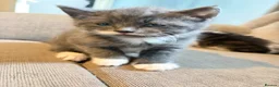 Mixed Breed cats for sale: Two beautiful male kittens - Advert 3