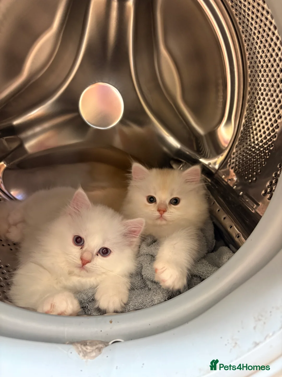 Mixed Breed cats for sale: Persian/ragdoll  - Advert 10