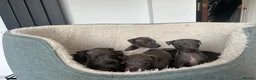 Italian Greyhound dogs for sale: 3 girls 1 boy available  - Advert 4