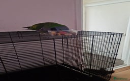 Parrots birds for sale: Parrot - Image 1