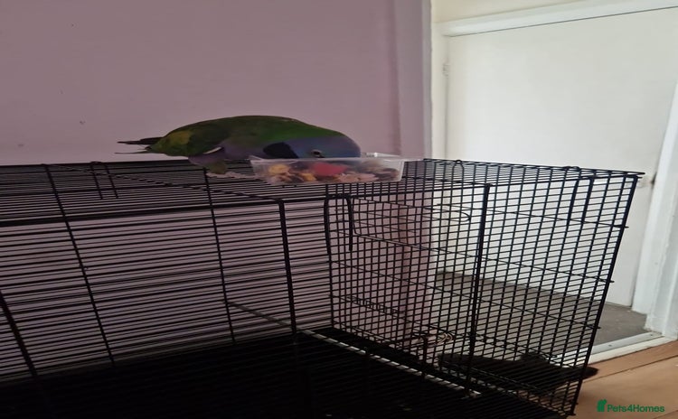 Parrots birds - Advert 4