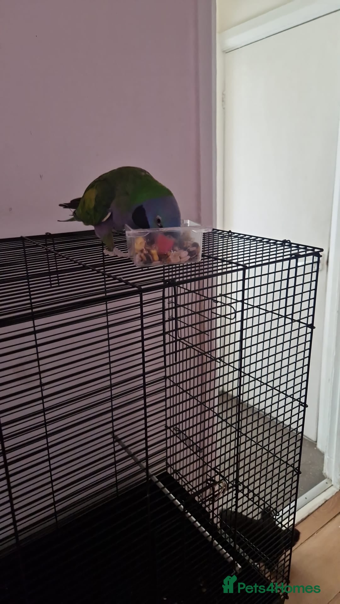Parrots birds for sale: Parrot - Image 1