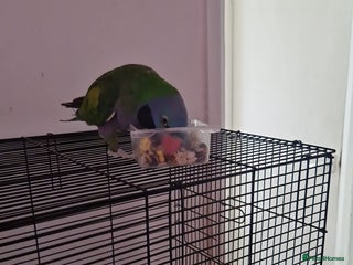 Parrots birds - Advert 14