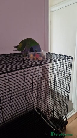 Parrots birds - Advert 13