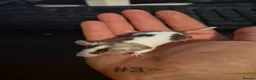 Mouse rodents for sale: 4 Cute Female Baby Fancy Mice - Advert 3