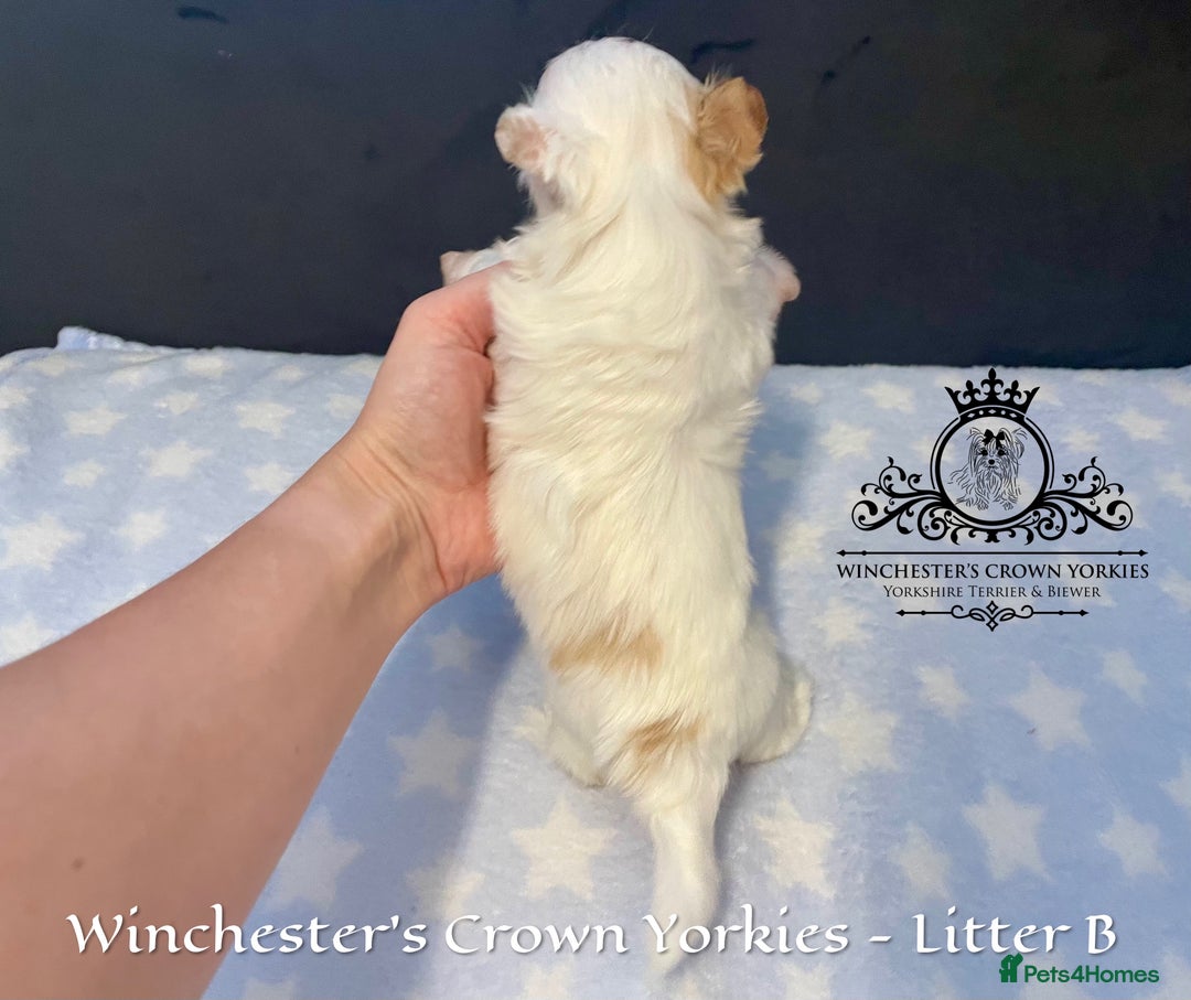 Yorkshire Terrier dogs for sale: ❤️ Champion heritage KC reg.PEDIGREE puppies! 🐶❤️ - Image 8