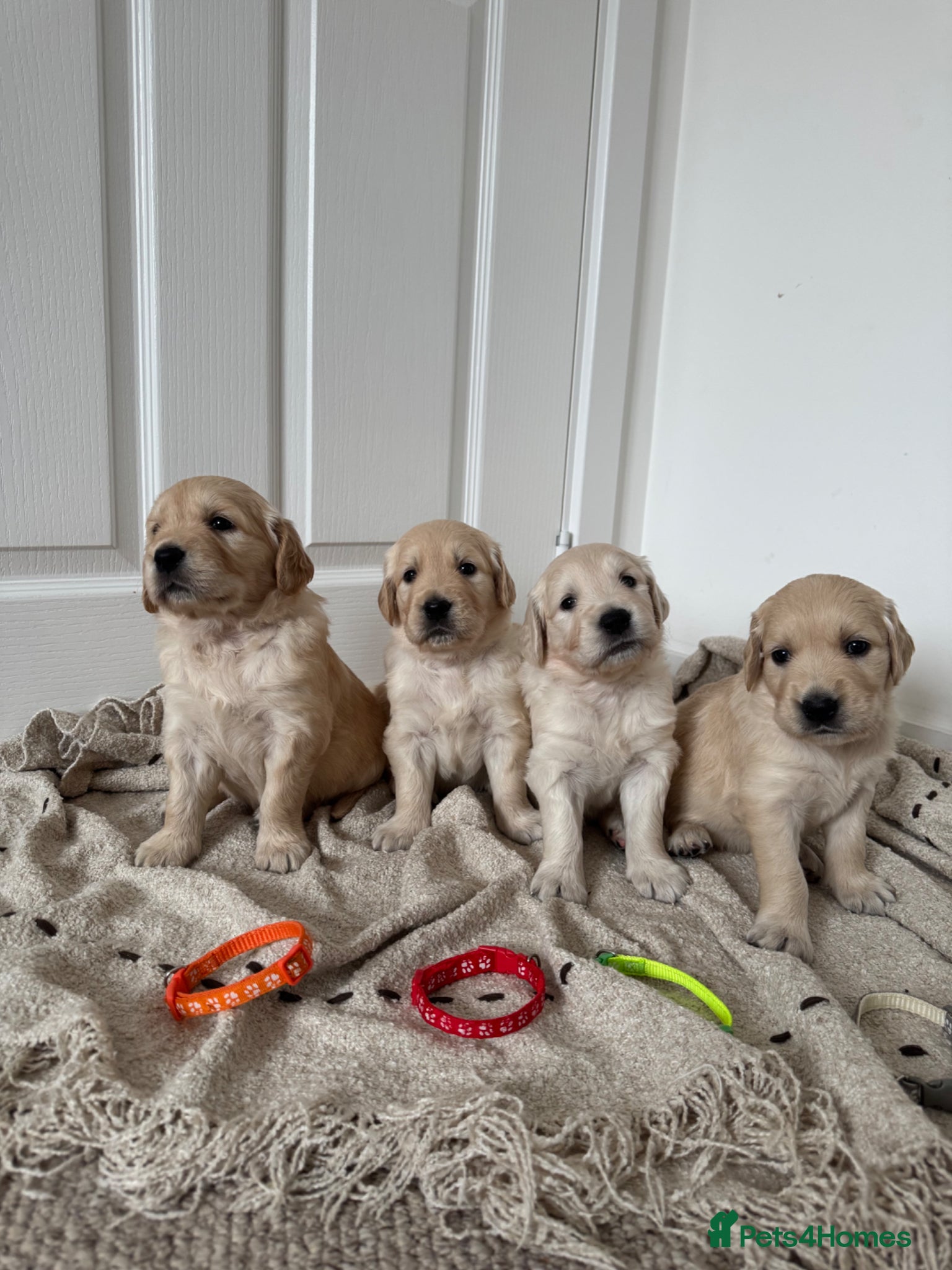 Golden Retriever dogs ONLY 4 LEFT ✨ Beautiful Golden Retriever puppies ✨ - Advert 5
