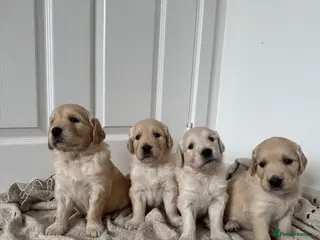 Golden Retriever dogs ONLY 4 LEFT ✨ Beautiful Golden Retriever puppies ✨ - Advert 5