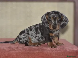 Dachshund dogs Ready to leave - Gorgeous puppies - Advert 4