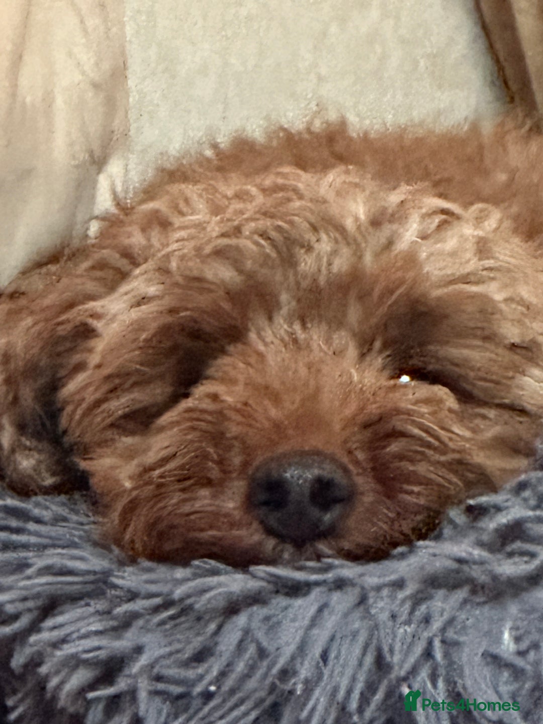 Cockapoo dogs for sale: Stunning litter of Red FIB cockapoo Girls  - Image 11