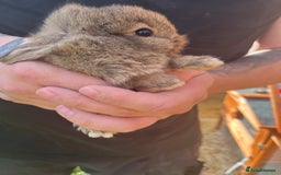 Mini Lop rabbits for sale: A Mix of Mini lop and Mini Lion Lop - Image 7
