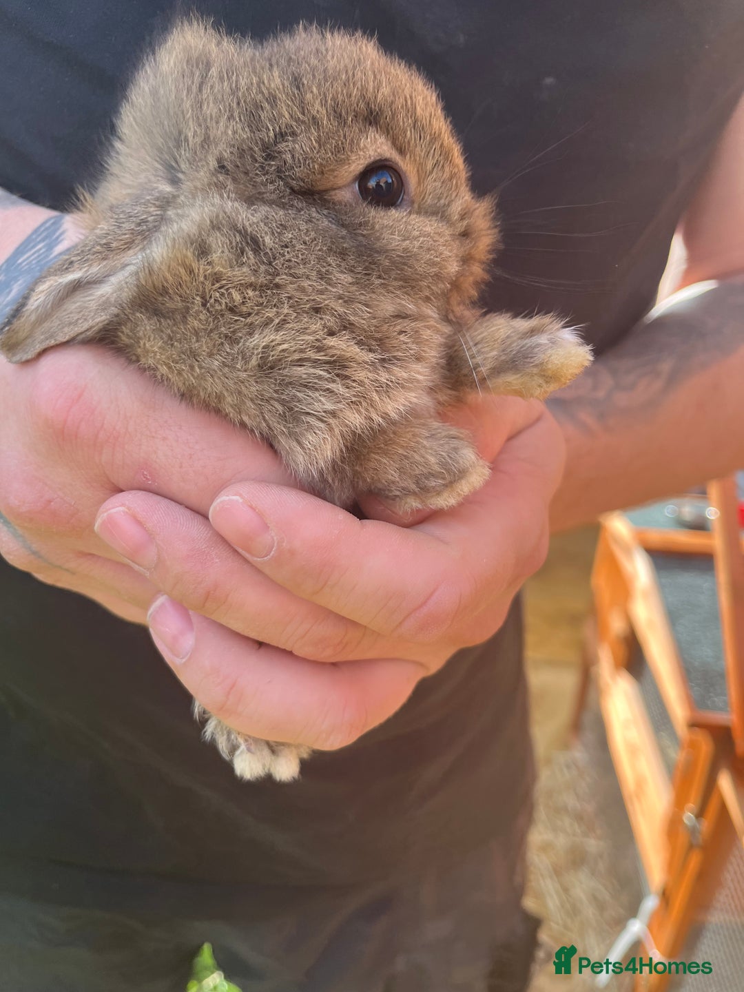 Mini Lop rabbits for sale: A Mix of Mini lop and Mini Lion Lop - Image 7