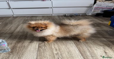 Pomeranian dogs - Advert 7
