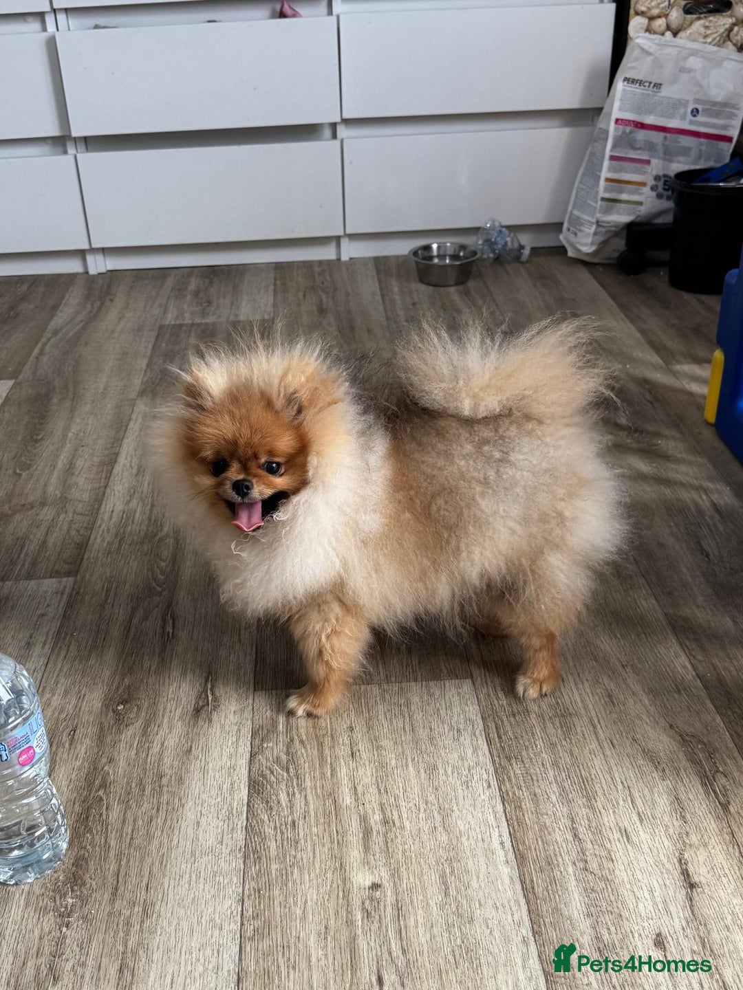 Pomeranian dogs for sale: Champion KC registered Pomeranian  - Image 2