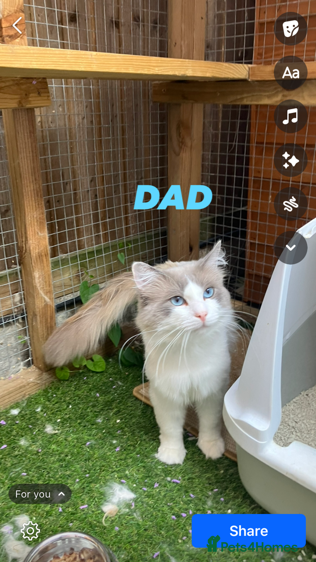 Ragdoll cats for sale: Champion Lines Beautiful Ragdoll Kittens  - Advert 11