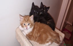 Mixed Breed cats for sale: Adorable kittens  - Image 2