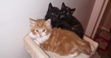 Mixed Breed cats - Advert 7