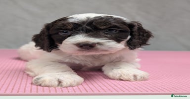 Cockapoo dogs Stunning health tested F1 cockapoo puppies - Advert 5