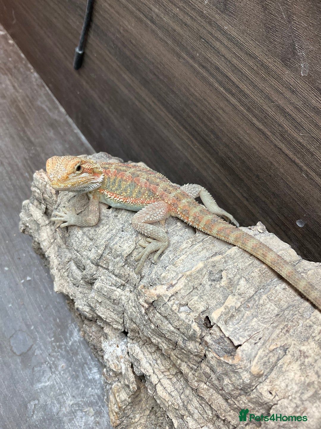 Bearded Dragon reptiles for sale: 5 Citrus and Green Baby Bearded Dragons - Advert 8