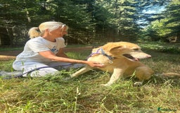 Labrador Retriever dogs for adoption: Rupert - Norwich Norfolk  - Image 17