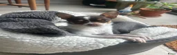 Chihuahua dogs for stud: Beautiful Chocolate and White Deer Head Chihuahua - Advert 11