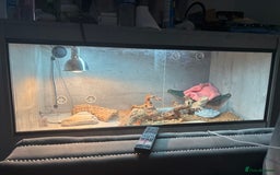Bearded Dragon reptiles for sale: Breaded dragon - Image 10