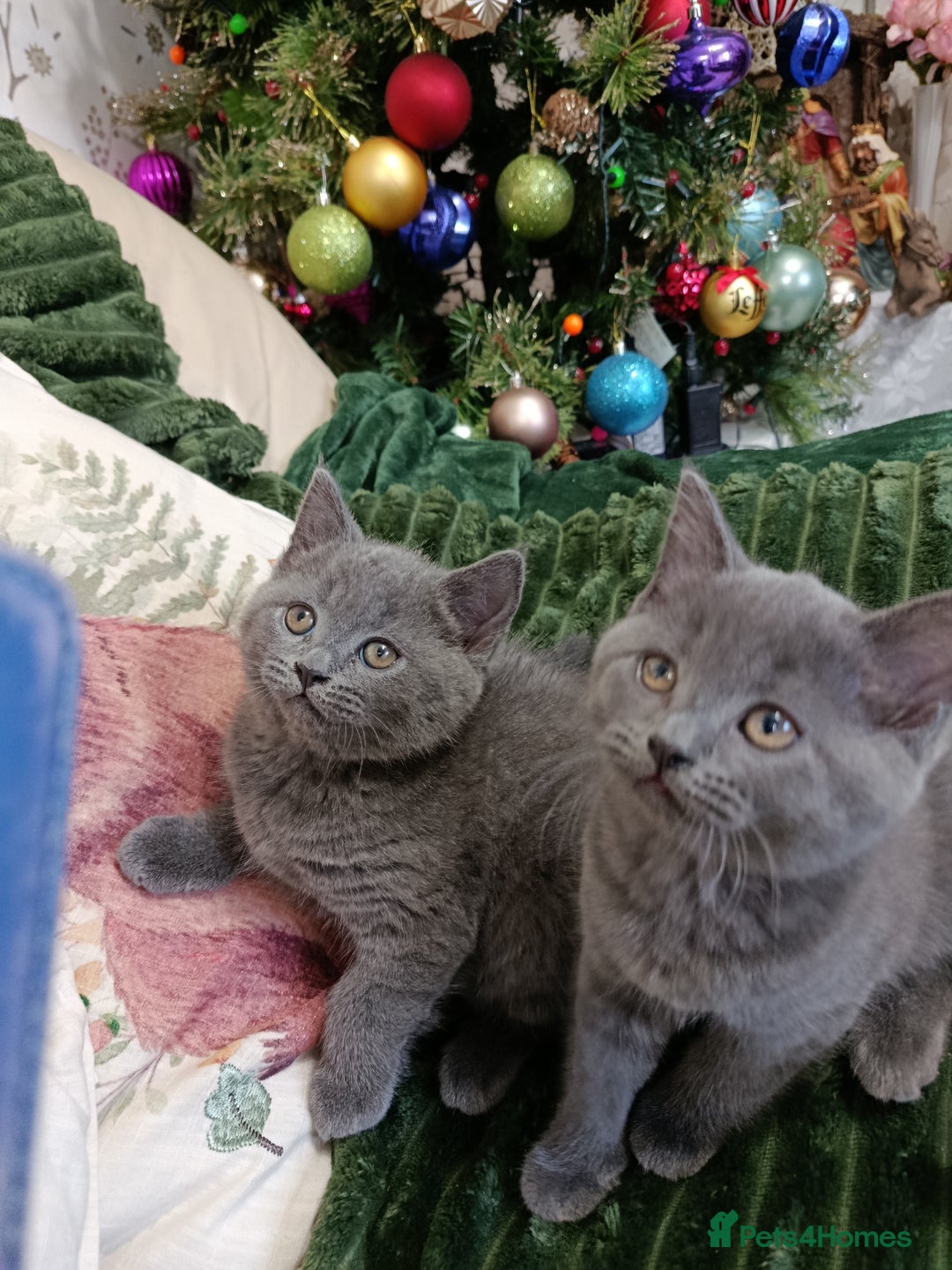British Shorthair cats for sale: Beautiful kittens  - Advert 7