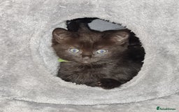 Mixed Breed cats for sale: 6 lovely devils are urgently looking for a human - Image 6