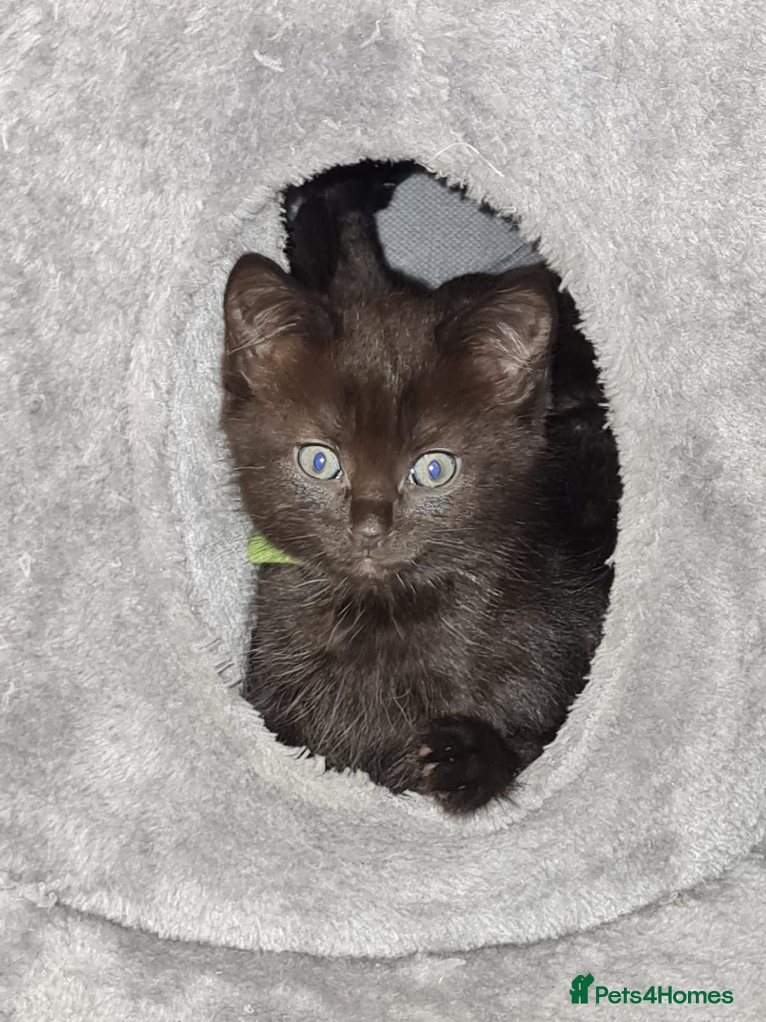 Mixed Breed cats for sale: 6 lovely devils are urgently looking for a human - Image 6