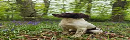 English Springer Spaniel dogs for stud: English springer spaniel for Stud 'Proven' - Advert 2