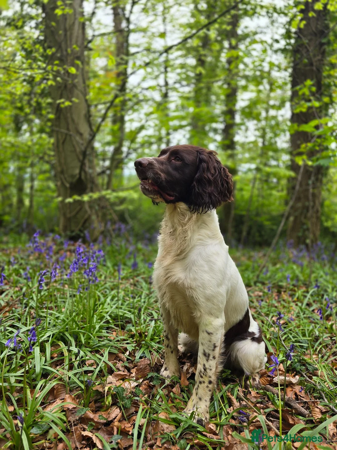 English Springer Spaniel dogs for stud: English springer spaniel for Stud 'Proven' - Advert 2
