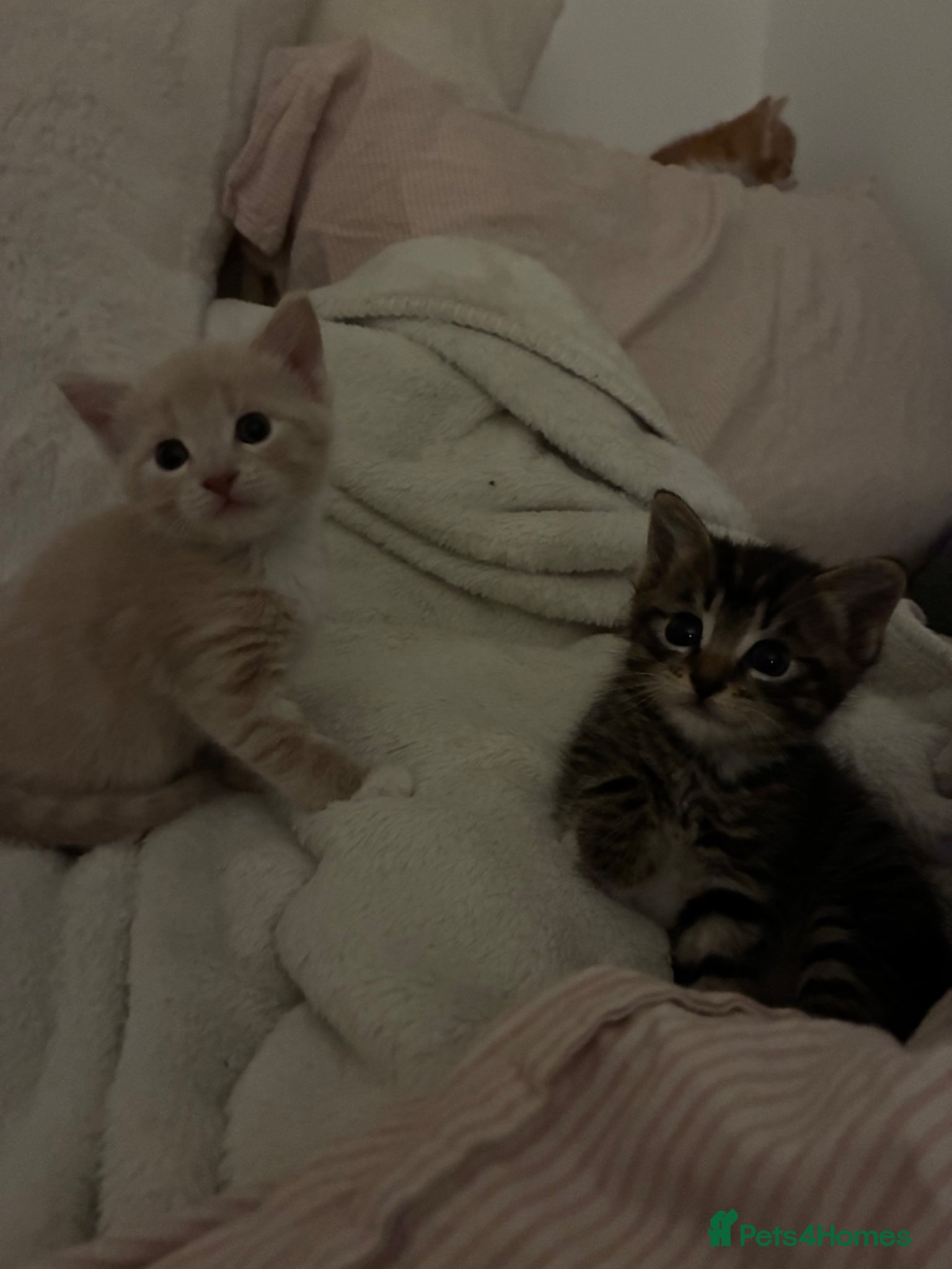 Mixed Breed cats Two female kittens (can be sold separately) - Advert 1