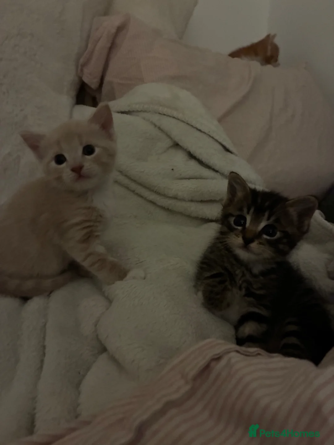 Mixed Breed cats for sale: Two female kittens (can be sold separately) in Salisbury - Advert 1