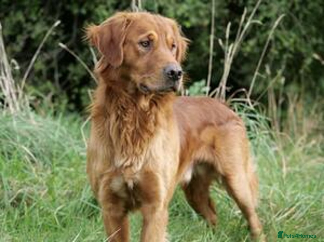 Golden Retriever dogs for sale: KC Registered - Golden Retriever Pups  - Image 9